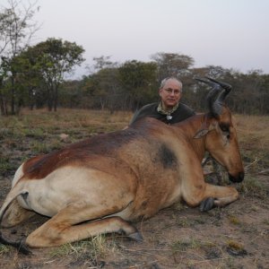 Coke's Hartebeest