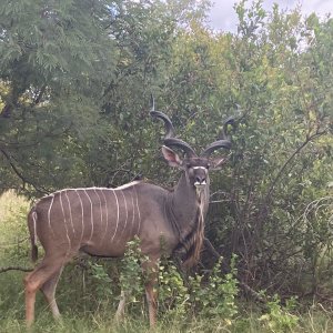 Kudu South Africa