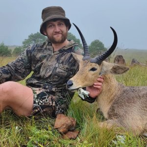 Common Reedbuck Hunt South Africa