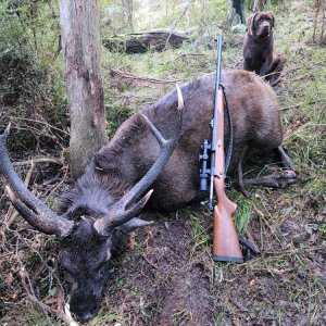Russa Deer Hunt Australia