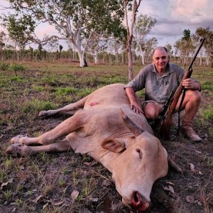 Scrub Bull Hunt Australia