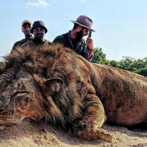 Massive Lion Hunt Kilombero Valley