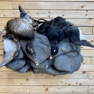Whitewing Scoter Mount Taxidermy
