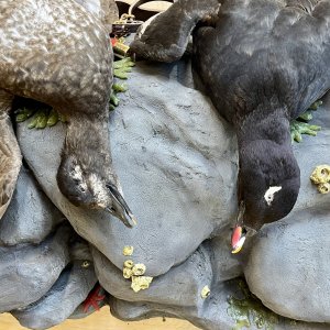 Whitewing Scoter Mount Taxidermy