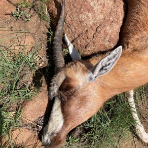 Blesbok Hunt South Africa