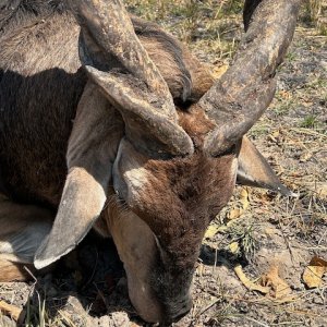 Lord Derby Eland Hunt Cameroon