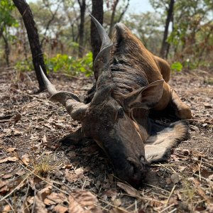 Lord Derby Hunt Cameroon