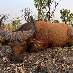 Savanna Buffalo Hunt Cameroon