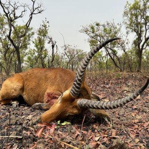 Cob Hunt Cameroon