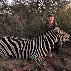 Zebra Hunting Limpopo South Africa