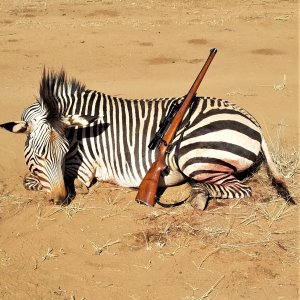 Zebra Hunting