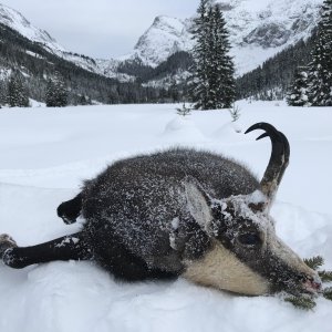 Alpine Chamois Hunting