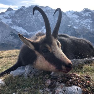 Alpine Chamois Hunting