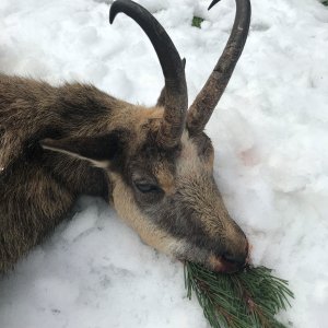 Alpine Chamois Hunting