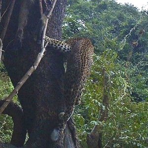 Leopard Trail Camera At Kampangala NorthWest Mbizi Zambia