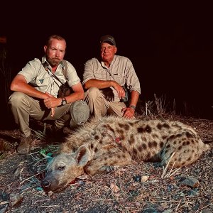 Spotted Hyena Hunting Zambia