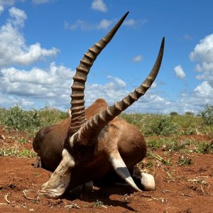 Blesbok Hunt South Africa