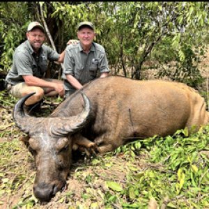 Western Buffalo Hunt Cameroon