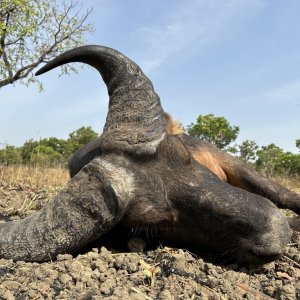 Western Buffalo Hunt Cameroon