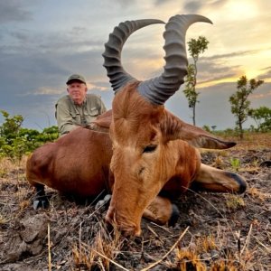 Western Hartebeest Hunt Cameroon