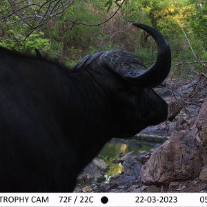 Trail Camera Buffalo