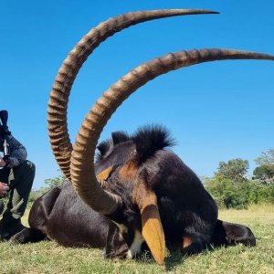 Sable Hunt South Africa