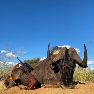 Black Wildebeest Hunting South Africa