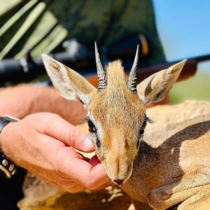 Damara Dik-Dik Hunting Namibia