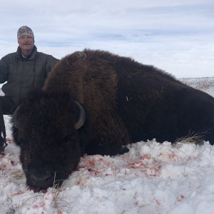 Bison Hunt Oglala Sioux Reservation South Dakota