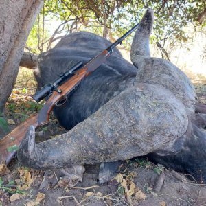 Buffalo Hunting Bwabwata West Namibia