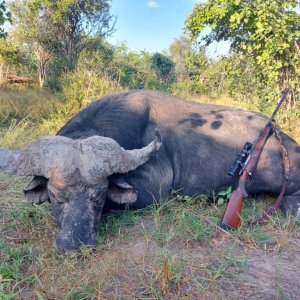 Buffalo Hunting Bwabwata West Namibia