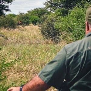 Lion Kalahari South Africa
