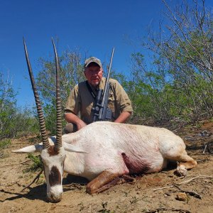 Arabian Oryx Hunt Texas