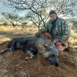 Brown Hyena Hunt