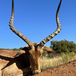 Impala Hunt South Africa