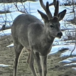 Roebuck Romania