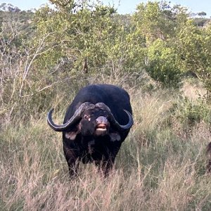 Buffalo South Africa