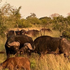 Buffalo South Africa