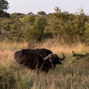 Buffalo South Africa