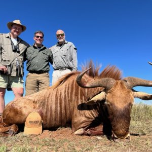 Golden Wildebeest Hunt South Africa