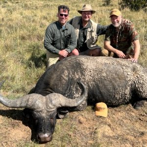 Buffalo Hunt South Africa