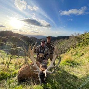 New Zealand Red Stag Hunt