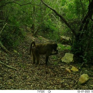 Baboon Trail Camera