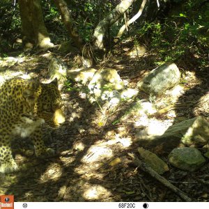 Leopard Trail Camera