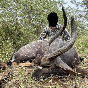 Nyala Bull Hunt