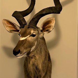 Kudu Shoulder Mount Taxidermy