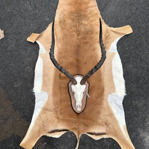 Impala European Skull Shield & Skin Taxidermy