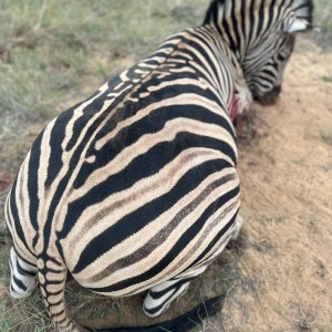 Hunting Zebra