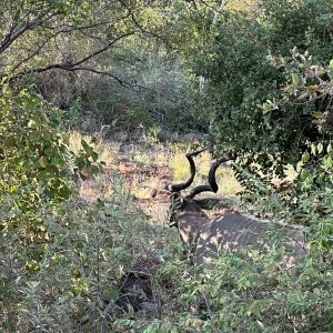 Kudu  Waterberg South Africa