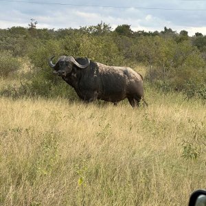 Buffalo Waterberg South Africa